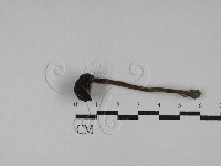 登錄號:F0029059藏品圖，第1張