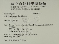 顯絲菌屬藏品圖，第2張