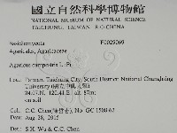 四孢蘑菇藏品圖，第2張
