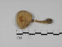 四孢蘑菇藏品圖，第3張