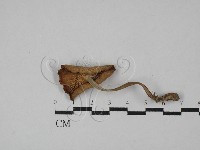 登錄號:F0029070藏品圖，第3張
