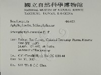 裂褶菌藏品圖，第2張