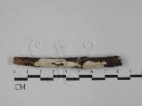 登錄號:F0029075藏品圖，第1張