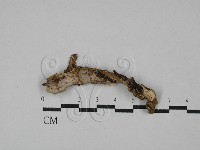 刺皮菌屬藏品圖，第1張