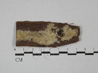 銳孔菌屬藏品圖，第1張