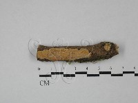 登錄號:F0029085藏品圖，第1張