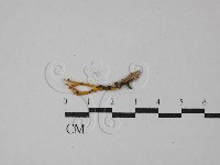 登錄號:F0029094藏品圖，第1張