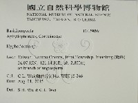 絲齒菌屬藏品圖，第2張