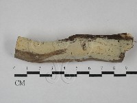 絲齒菌屬藏品圖，第1張