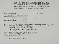 絲齒菌屬藏品圖，第2張