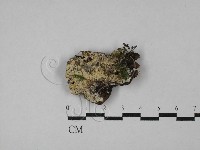 絲齒菌屬藏品圖，第1張