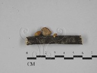 登錄號:F0029108藏品圖，第1張