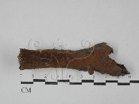 刺革菌屬藏品圖，第1張