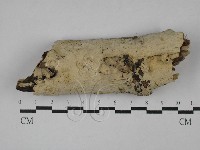 剛毛絲皮菌藏品圖，第1張