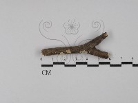 登錄號:F0029120藏品圖，第1張