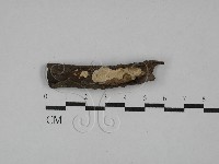 刺皮菌屬藏品圖，第1張