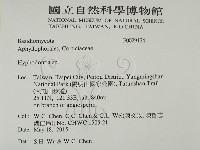 絲齒菌屬藏品圖，第2張