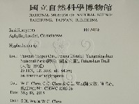 絲皮菌屬藏品圖，第2張