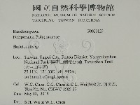 骨皮菌屬藏品圖，第2張