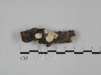 骨皮菌屬藏品圖，第1張