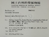 蠔韌革菌藏品圖，第2張