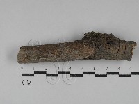 刺皮菌屬藏品圖，第1張