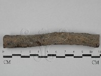 刺皮菌屬藏品圖，第3張