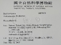 刺皮菌屬藏品圖，第2張