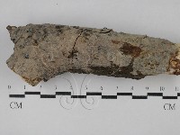 刺皮菌屬藏品圖，第1張