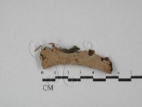 登錄號:F0029140藏品圖，第1張