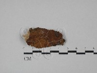 刺革菌屬藏品圖，第1張