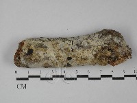 絲皮菌屬藏品圖，第1張