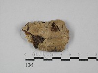 刺皮菌屬藏品圖，第1張