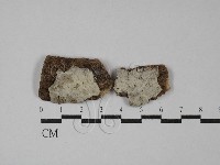 絲皮菌屬藏品圖，第1張