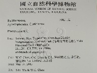 顯絲菌屬藏品圖，第2張