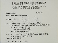 顯絲菌屬藏品圖，第2張