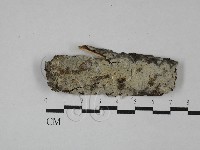 顯絲菌屬藏品圖，第1張