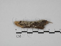 登錄號:F0029157藏品圖，第1張