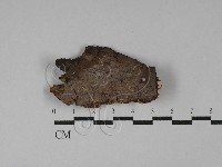 刺革菌屬藏品圖，第1張