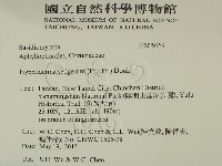 剛毛絲皮菌藏品圖，第2張