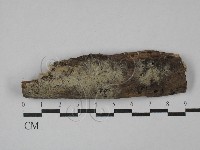 剛毛絲皮菌藏品圖，第1張
