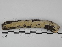 絲皮菌屬藏品圖，第1張