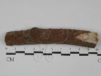 刺革菌屬藏品圖，第1張