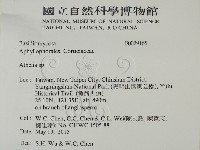 阿太菌屬藏品圖，第2張