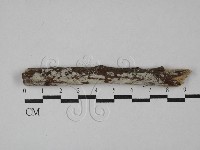 阿太菌屬藏品圖，第1張