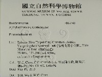 顯絲菌屬藏品圖，第2張