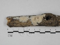 顯絲菌屬藏品圖，第1張