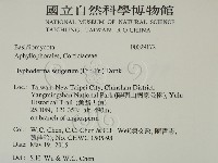 剛毛絲皮菌藏品圖，第2張