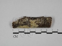 剛毛絲皮菌藏品圖，第1張