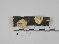 登錄號:F0029173藏品圖，第1張